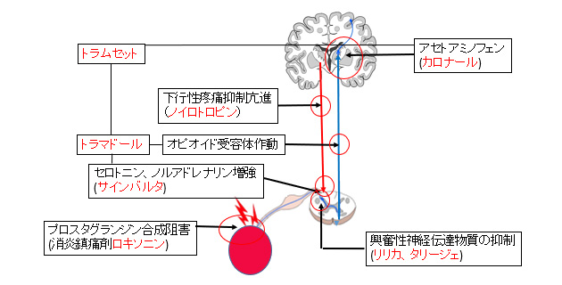 �ɂ݂ɑ΂����