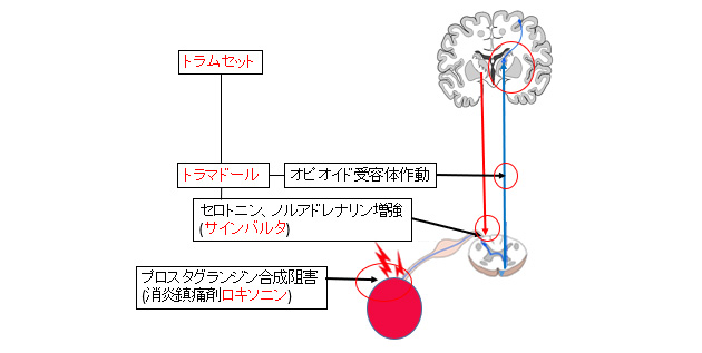 �N�Q��e���u�ɂɑ΂����