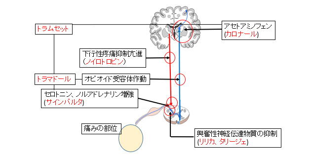 �����ɂɑ΂����