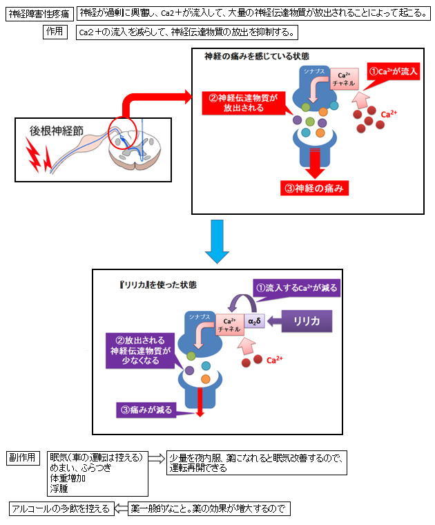 �g���}�h�[���i�I�s�I�C�h�n���ɍ܁j�̍�p�ƕ���p�΍�